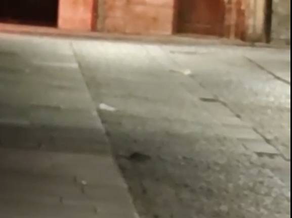 RATA LA FLORA